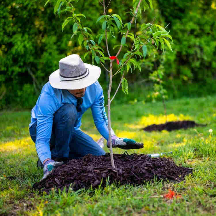 النباتات الخارجية المناسبة لمناخ الرياض الحار