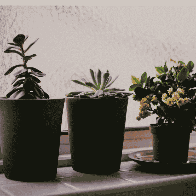 نباتات حدائق صناعية الرياض