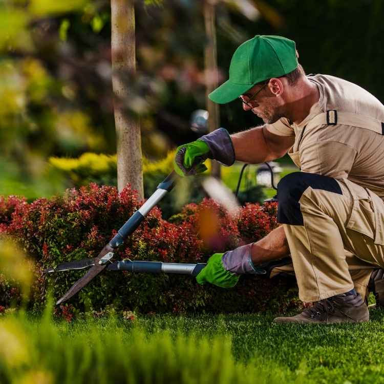 أفضل سماد للعشب بالرياض