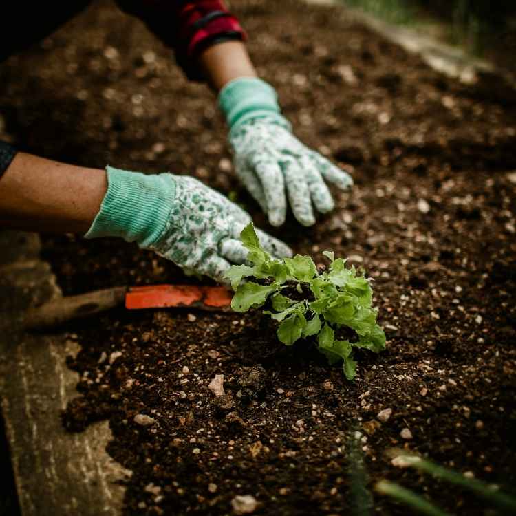 التسميد المهني بالرياض